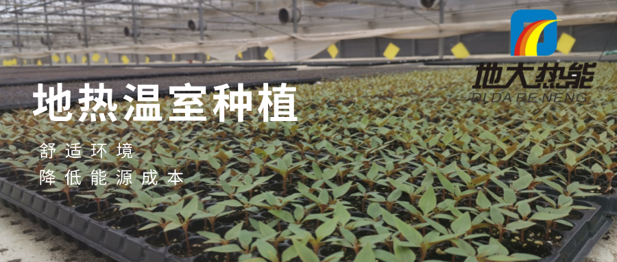 地熱農(nóng)業(yè)養(yǎng)殖:溫泉水養(yǎng)蝦-地大熱能-地熱開發(fā) 地熱農(nóng)業(yè)養(yǎng)殖:溫泉水養(yǎng)蝦-地大熱能-地熱開發(fā)