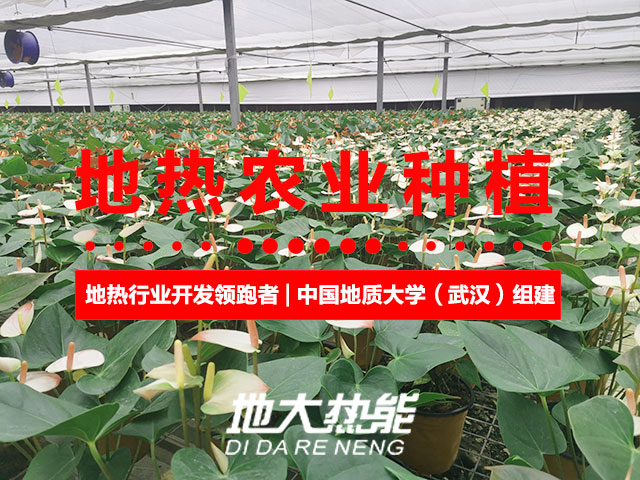 濟(jì)南：“地?zé)崮?農(nóng)業(yè)”產(chǎn)業(yè)融合，讓地?zé)崮苷嬲盁帷逼饋?地大熱能